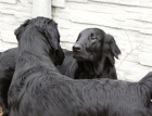 Flat Coated Retriever-p��jem z�znamu na �t���tka