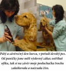 Kurzy st��h�n�, kurzy trimov�n� a kosmetick� �prava ps� = �L