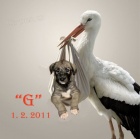 Irsk� vlkodav - n�n� obr