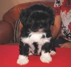 �t���tka s PP 