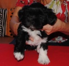 �t���tka s PP 