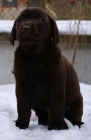 Labradorsk� retriever-�ern� a �okol�dov� �t�n�tka s PP