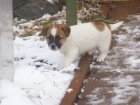 Jack Russell Teri�r (�t���tka s PP)
