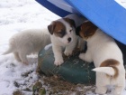 Jack Russell Teri�r (�t���tka s PP)