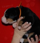 Velk� �v�carsk� sala�nick� pes