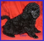 Pudl toy trpasli�� v barv� �ern� a apricot s pp