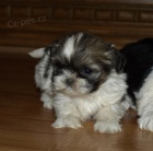 kr�sn� �t�n�tka shih tzu