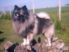 Vl�� �pic / keeshond