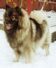 Vl�� �pic / keeshond