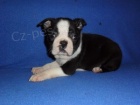 Bostonsk� terier - �t��ata s pp