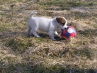 �t���tka Jack Russell Teri�r (JRT) s pp