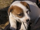 �t���tka Jack Russell Teri�r (JRT) s pp