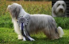 Bearded collie - �t���tka s PP