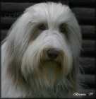 Bearded collie - �t���tka s PP