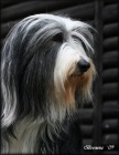 Bearded collie - �t���tka s PP