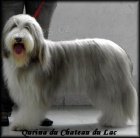 Bearded collie - �t���tka s PP