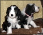 Bearded collie - �t���tka s PP