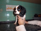 kaval�r king charles �pan�l