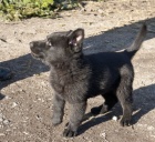 N�meck� ov��k �t��ata s PP