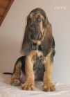 Bloodhound �t��ata