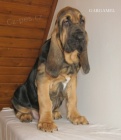 Bloodhound �t��ata