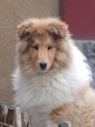 Kolie dlouhosrst�