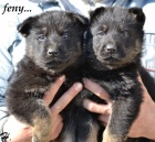 Prod�m �t��ata NO s PP