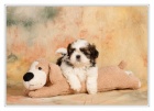 SHIH TZU �t���tka