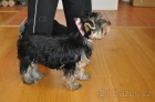 Jork��rsk� teri�r/Yorkshire terrier - fenka