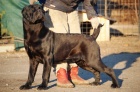Cane corso �t��ata s PP