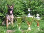 KRYT� - Belgick� ov��k Malinois s PP