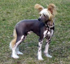 Nab�dka ke kryt� - ��nsk� chocholat� pes