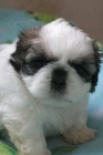 SHIH TZU �t���tka