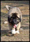 Kavkazsk� pasteveck� pes 