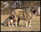 Kavkazsk� pasteveck� pes 