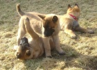 Belgick� ov��k malinois