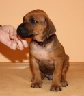 Rhod�sk� ridgeback - �t���tka s PP