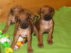 Rhod�sk� ridgeback - �t���tka s PP