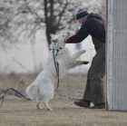 B�l� �v�carsk� ov��k, �t�nda s PP.