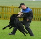 n�meck� ov��k �t��ata-fenky