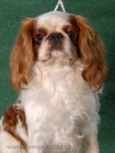 King Charles �pan�l 