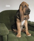 BLOODHOUND �t��ata