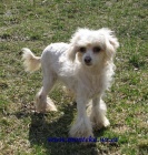 ��nsk� chocholat� pes