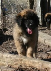 Leonberger - �t���tka s PP