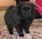 N�meck� �pic mal� - �t���tka s PP