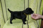 Flat coated retriever - posledn� pejsci s PP