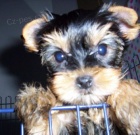 Prod�m kr�sn� 6 ned�ln� �t��ata Jork��r� - pejsky