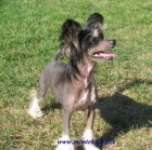 ��nsk� chocholat� pes