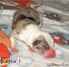 zad�m �t��ata border kolie s PP