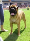 Bullmastiff �t���tka s PP